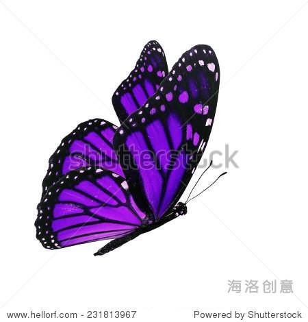 butterfly(butterfly歌曲)