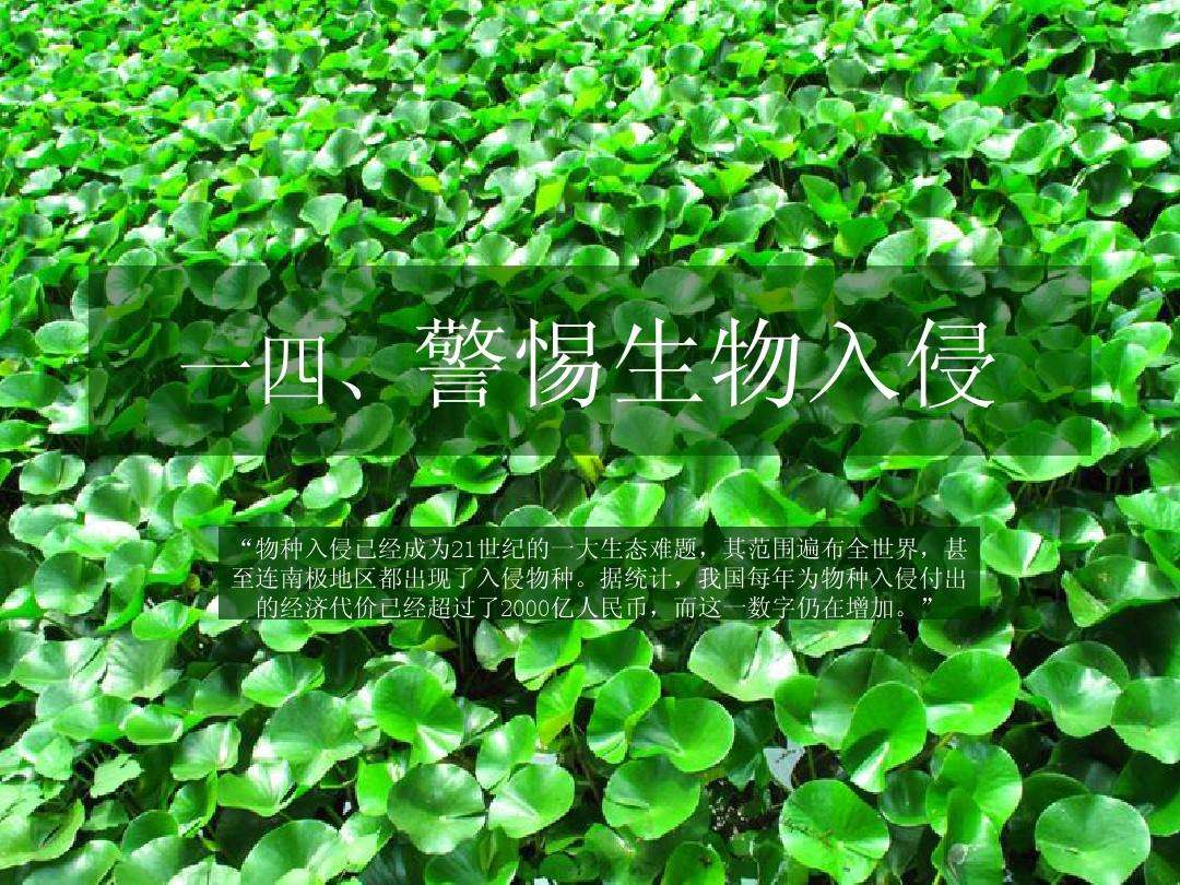 生物入侵(生物入侵的案例)